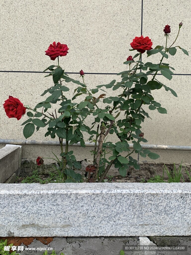 月季花