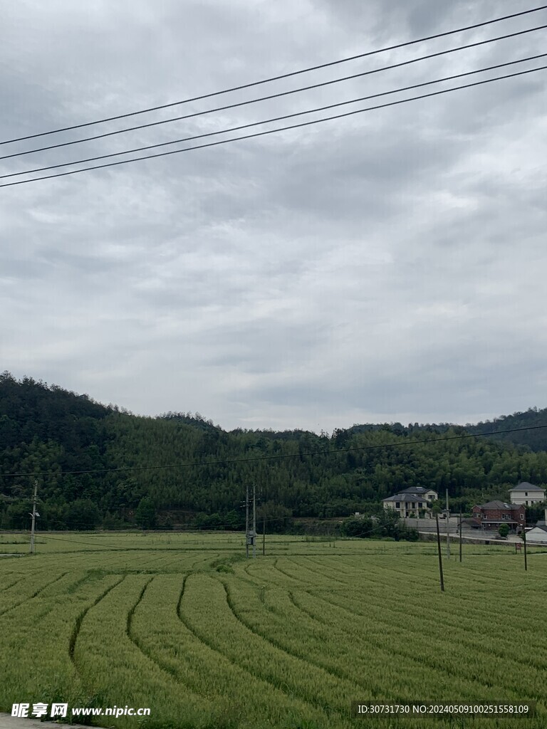 麦田