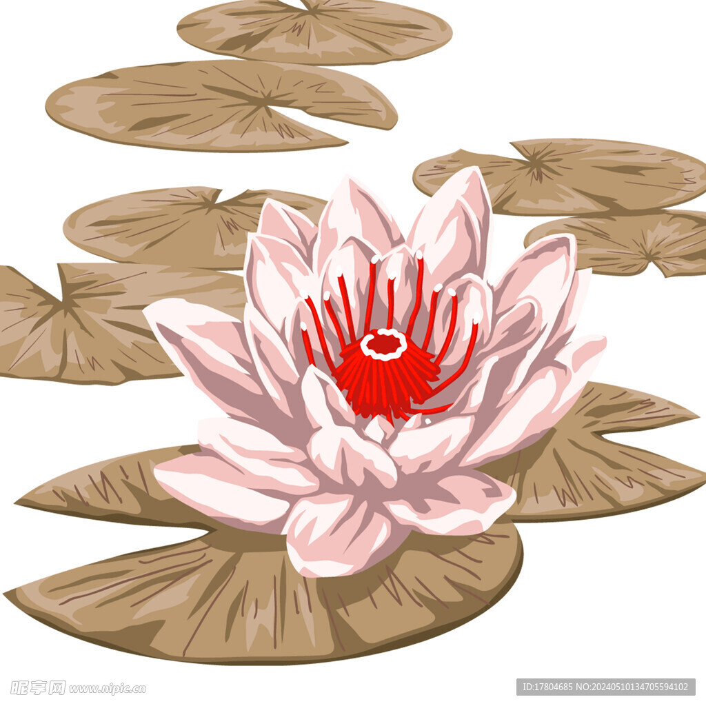 荷花素材