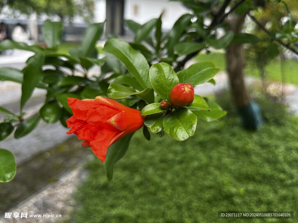 石榴花