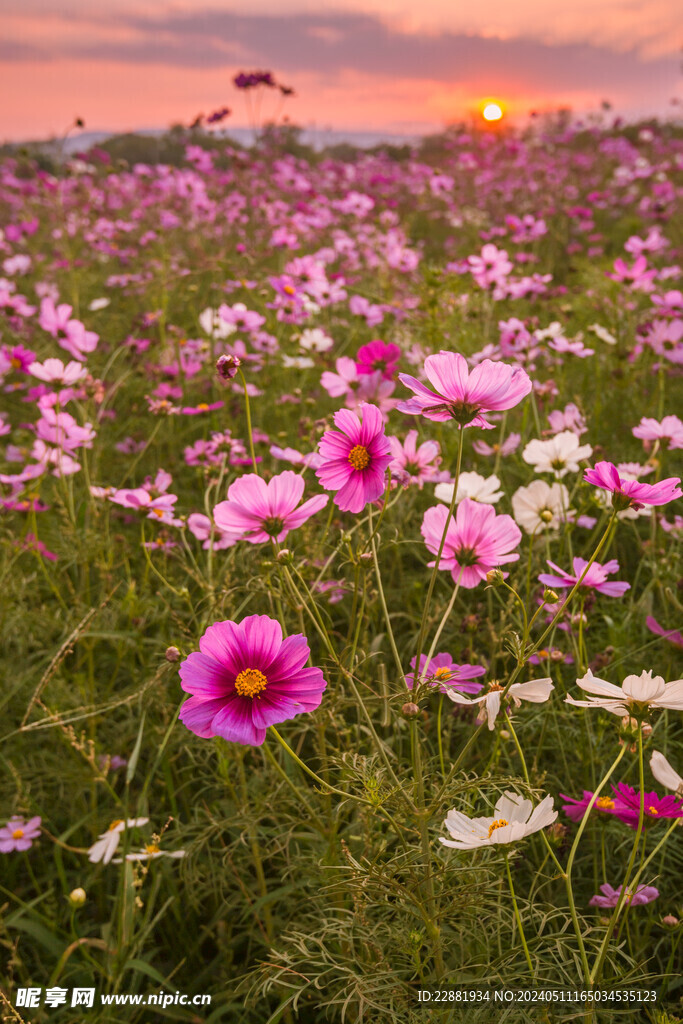 桑格花