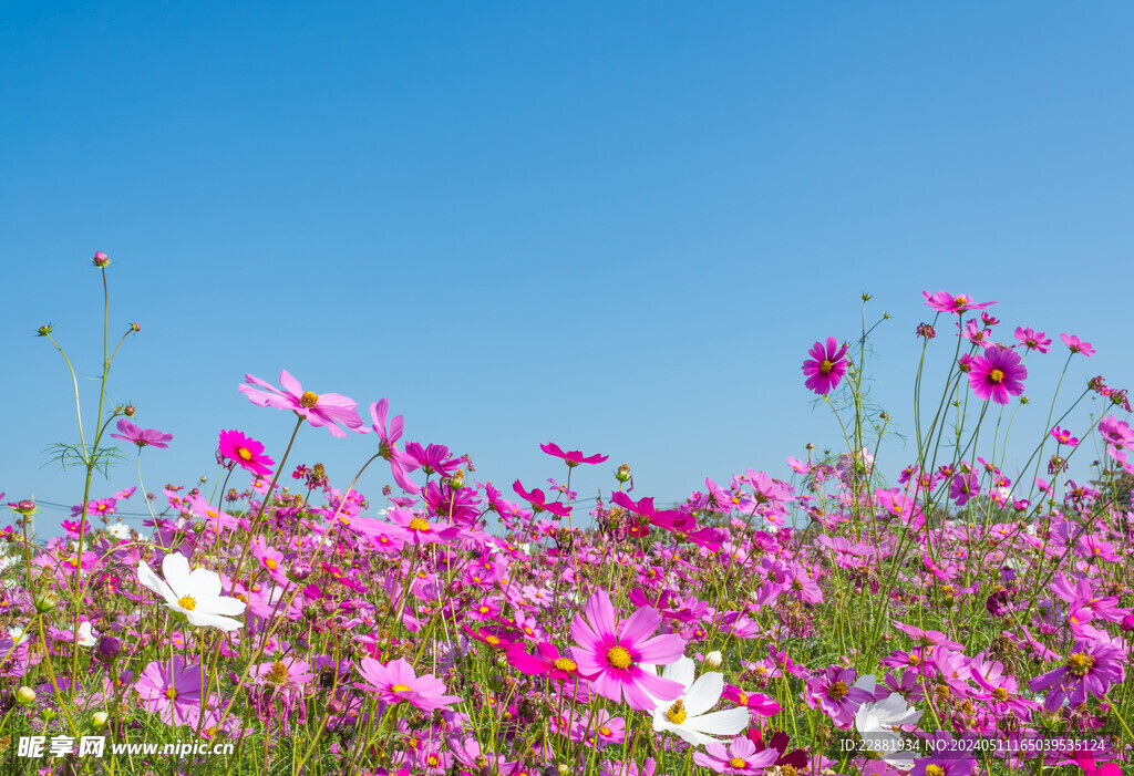 格桑花