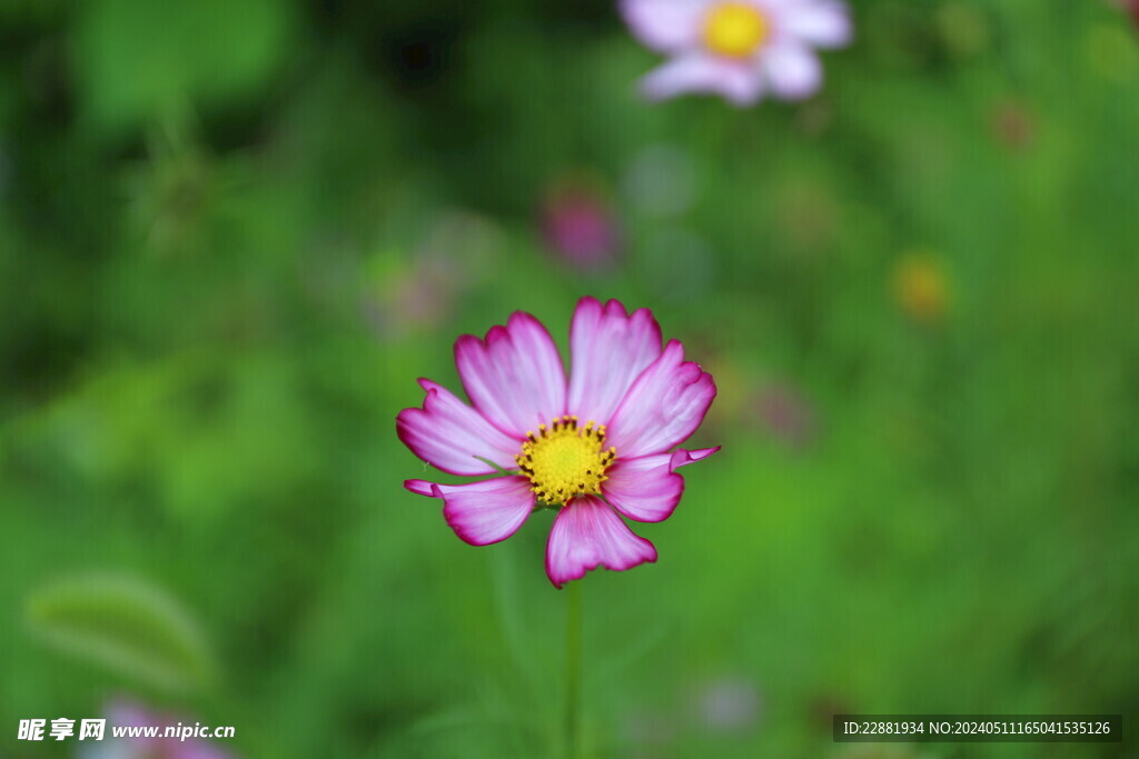 格桑花