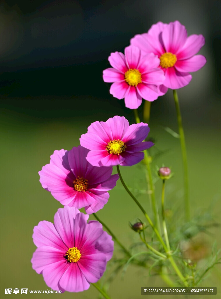 波斯菊