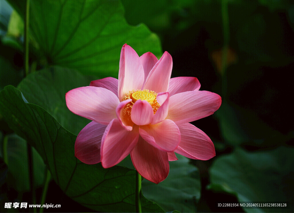 荷花