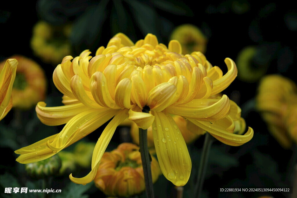 菊花