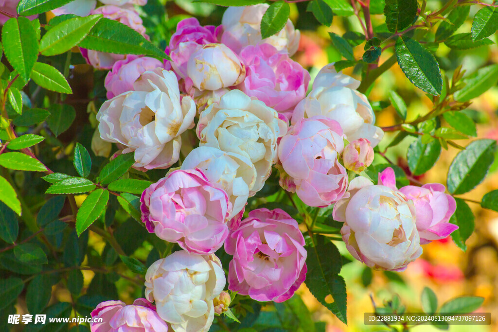 月季花