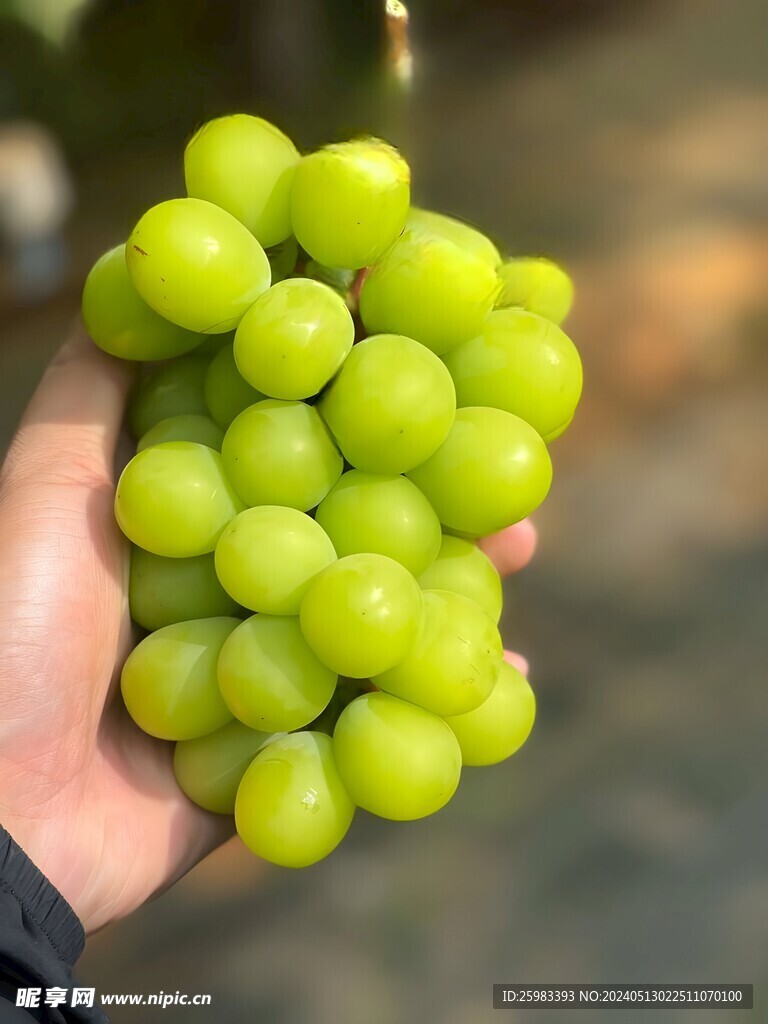 葡萄