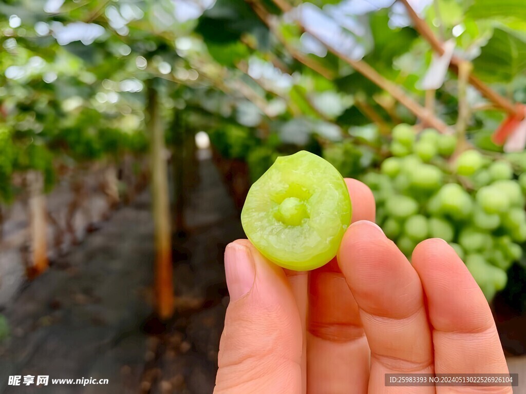 葡萄