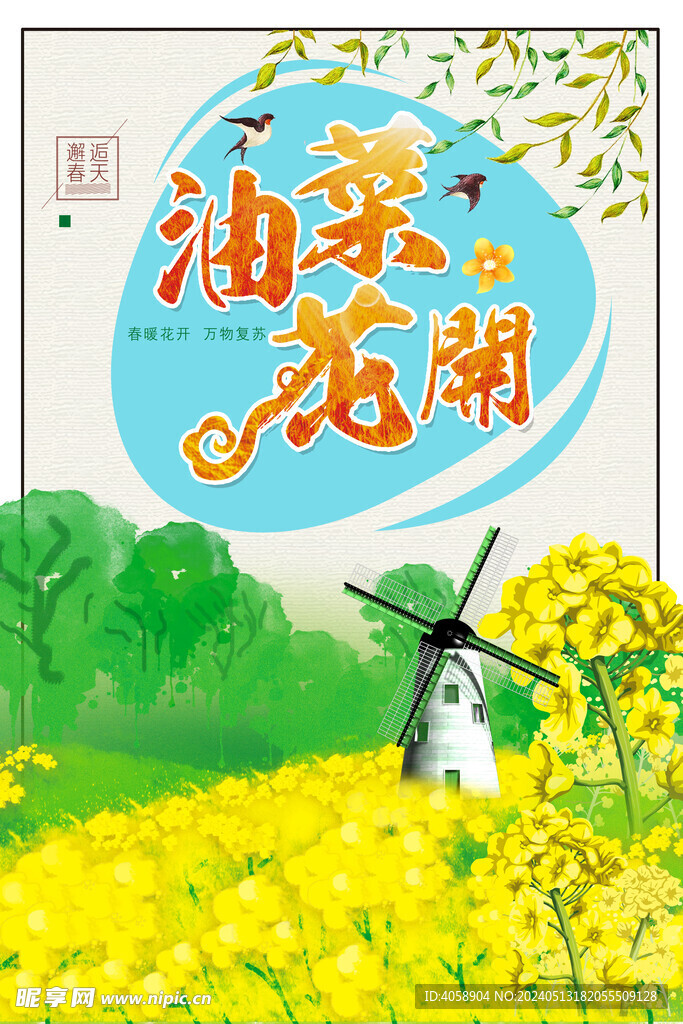 油菜花开