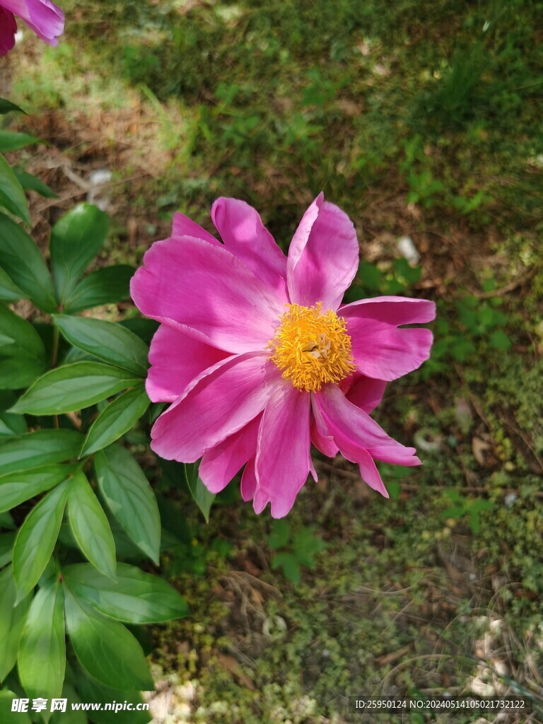 芍药