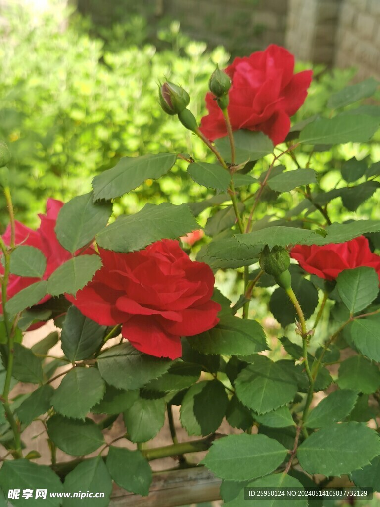 月季花
