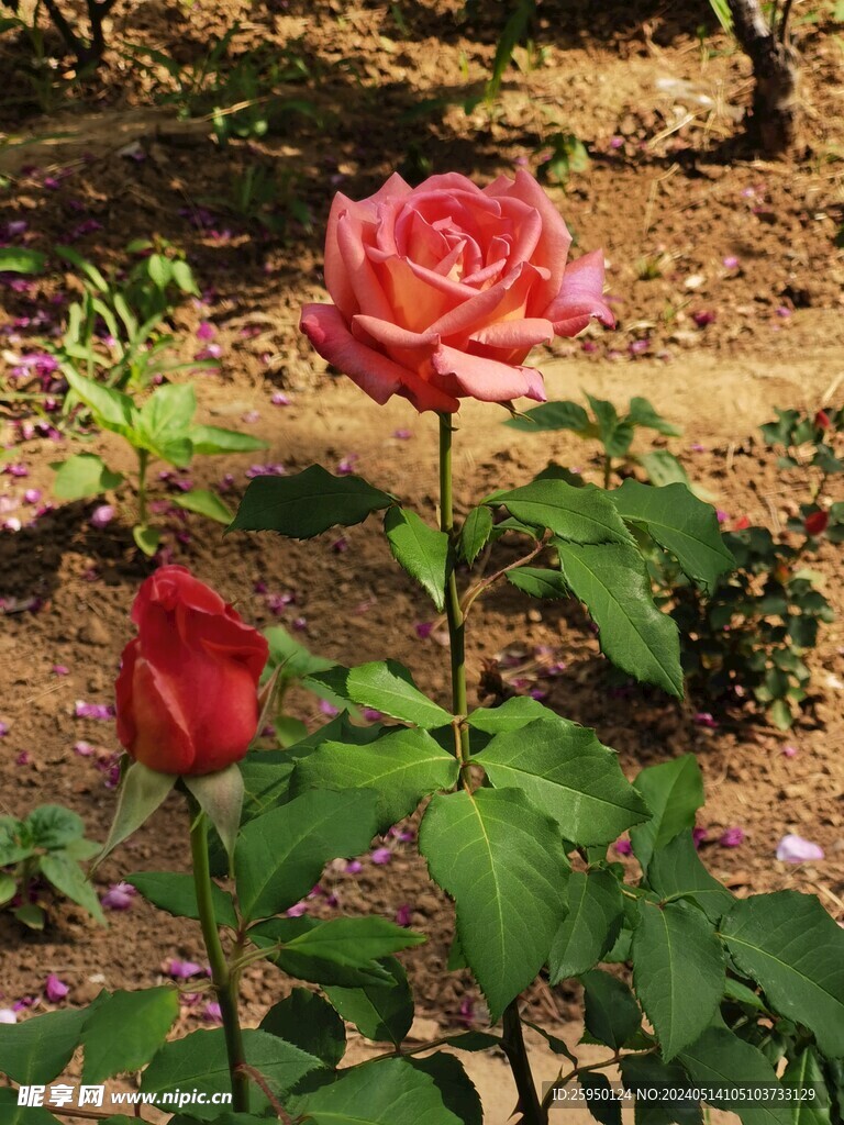 月季花