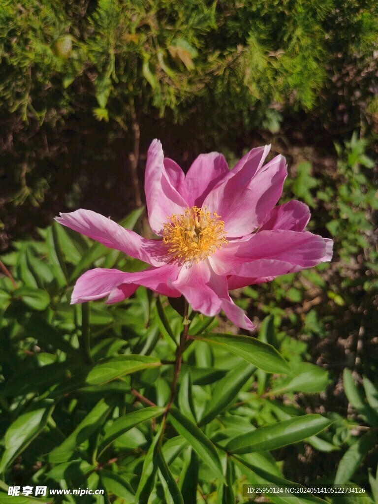 芍药