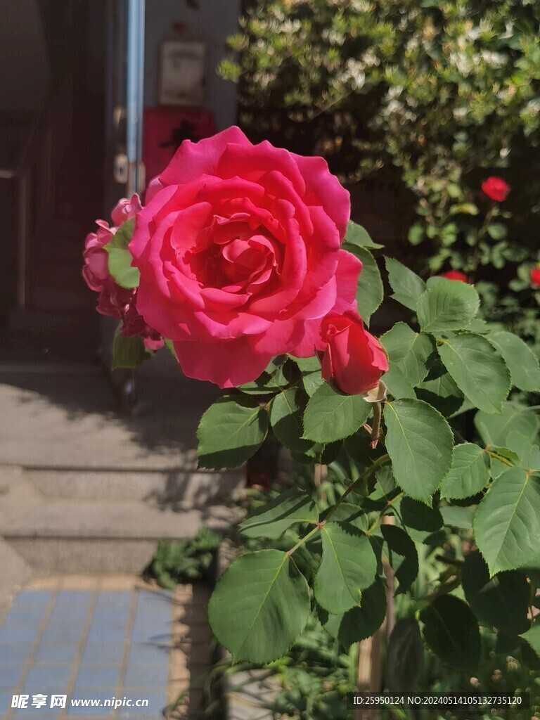月季花