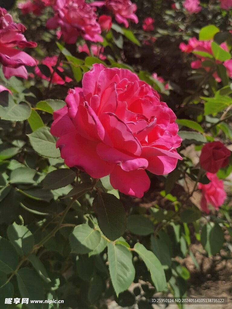 月季花