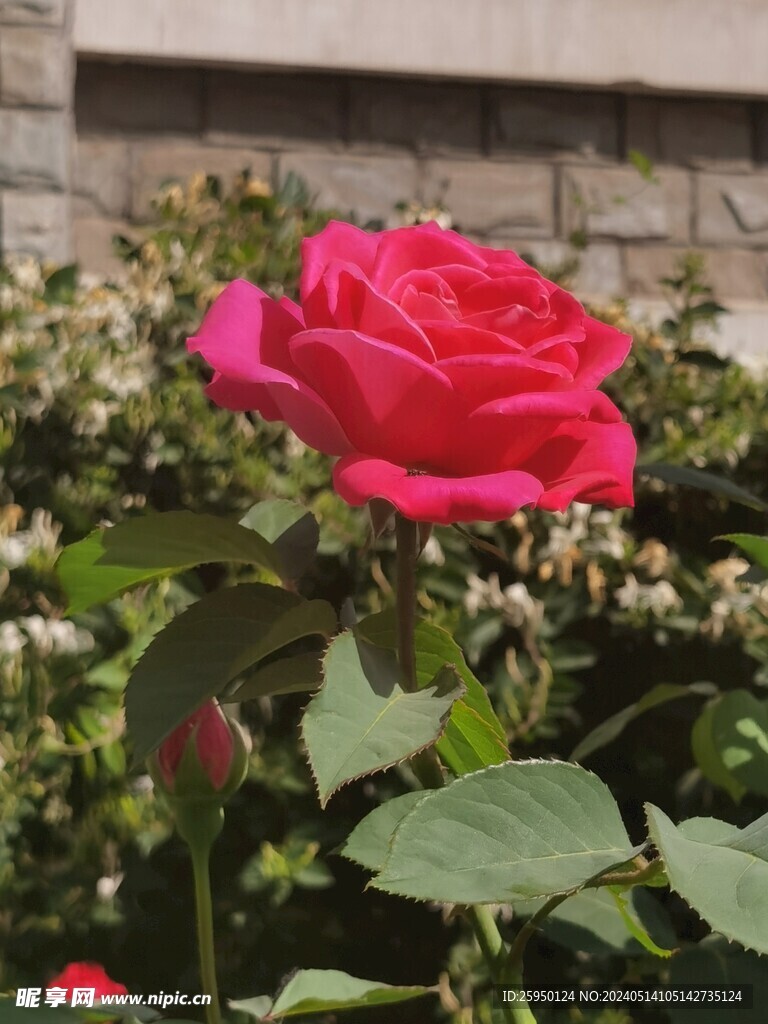 月季花