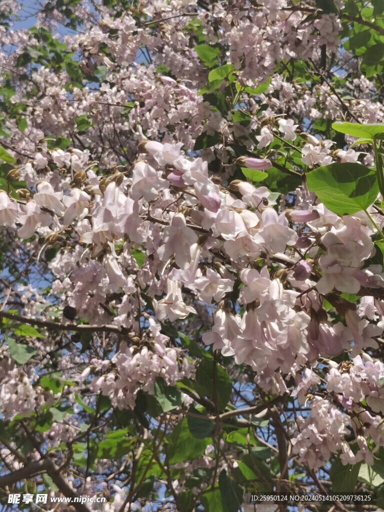 梧桐花