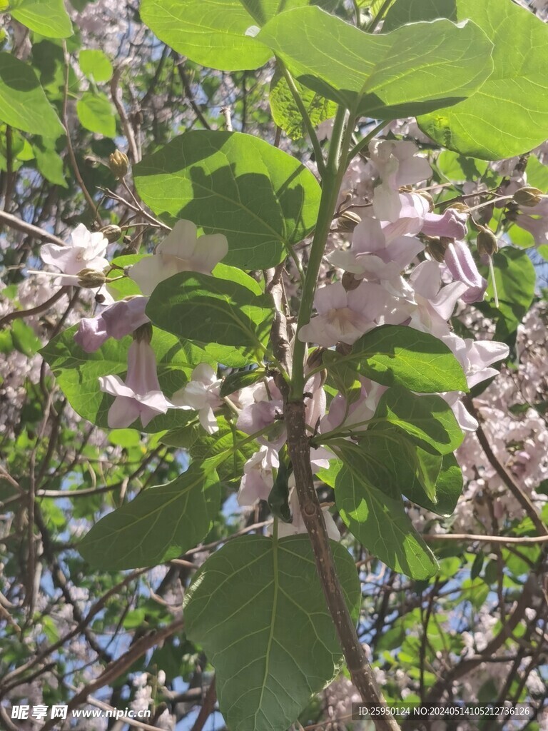 梧桐花