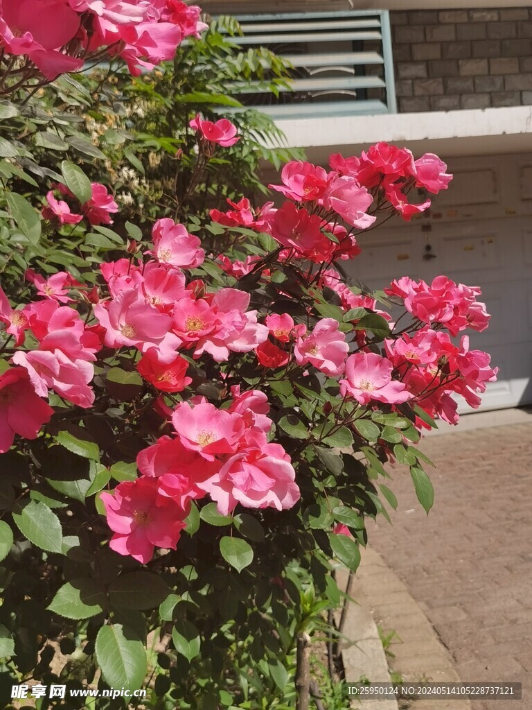月季花