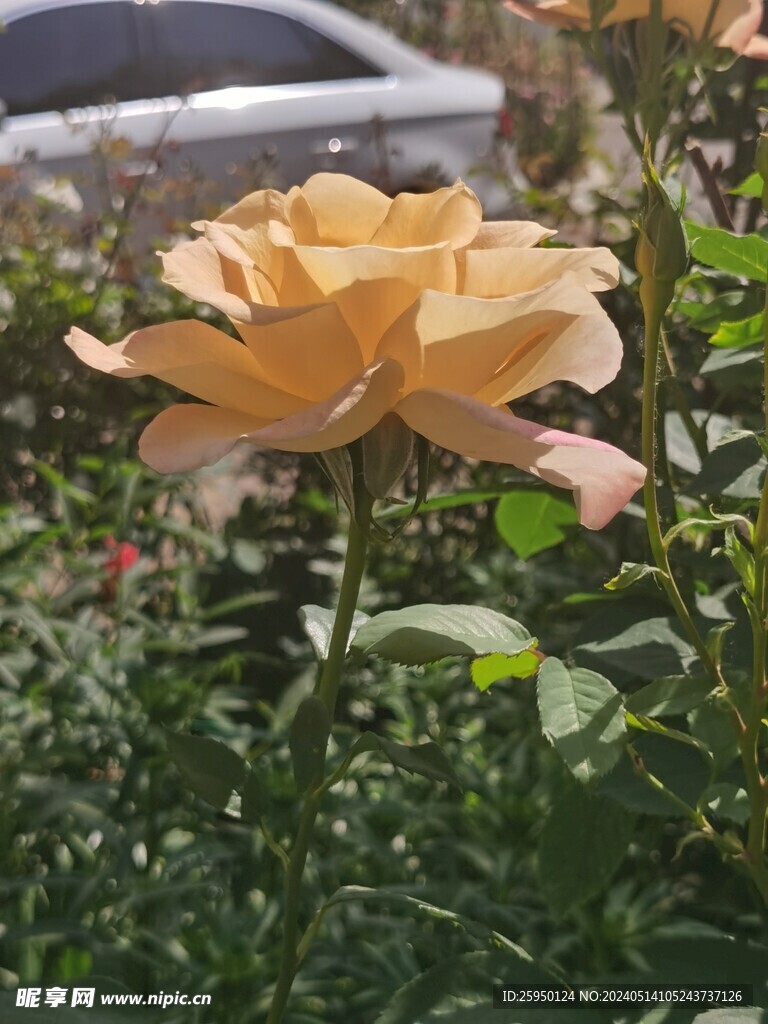 月季花