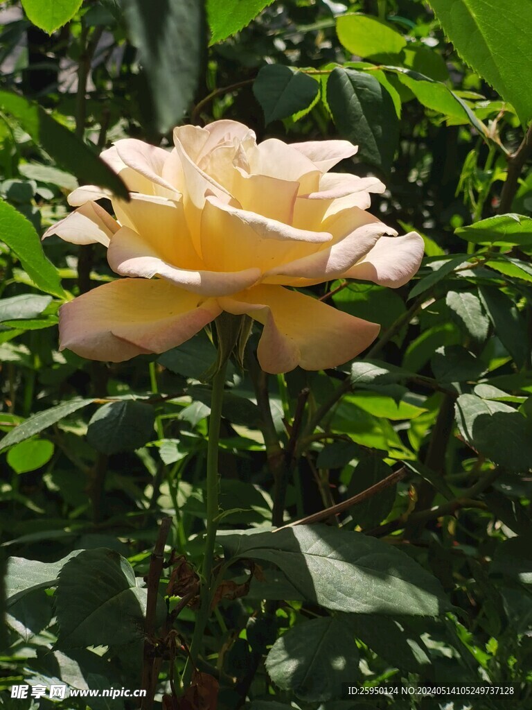 月季花