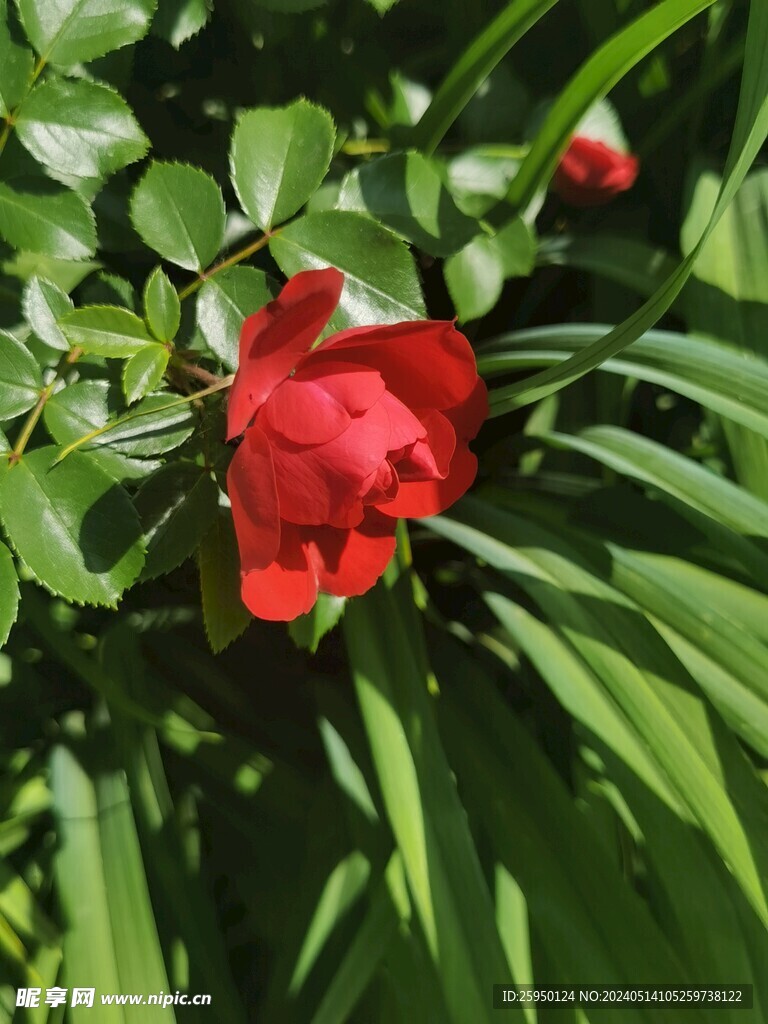 月季花