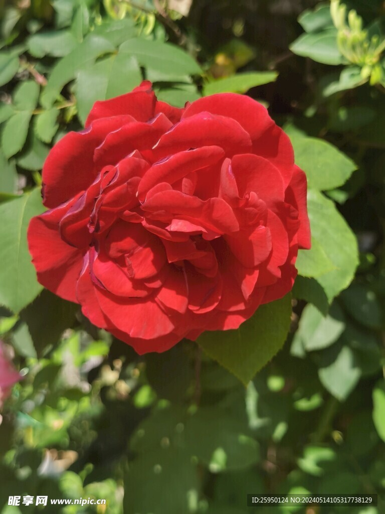 月季花