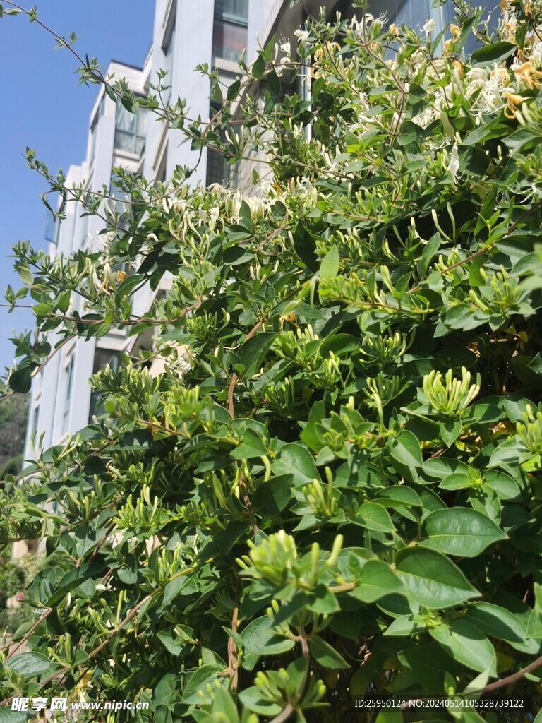 金银花