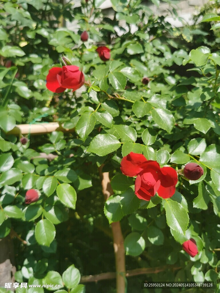 月季花
