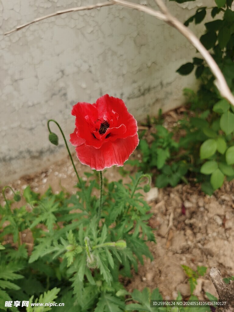 虞美人