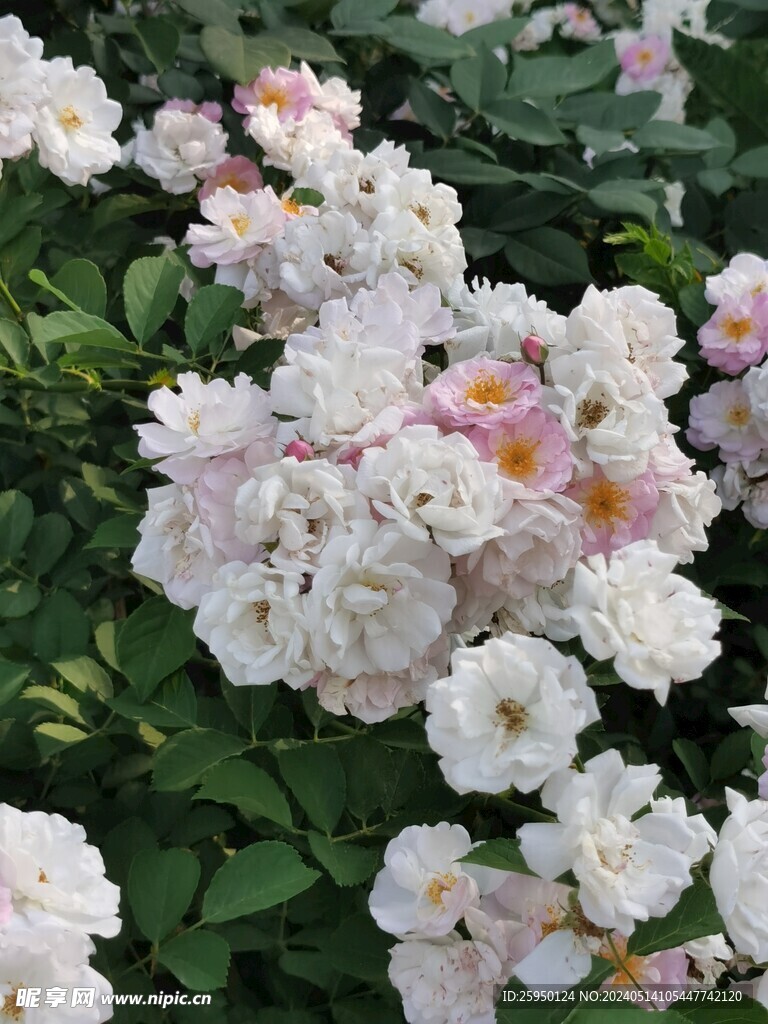 七姊妹