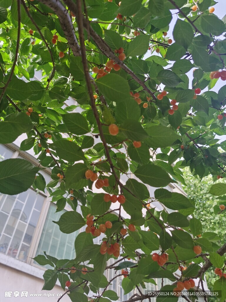 樱桃树