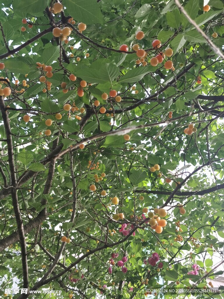 樱桃树