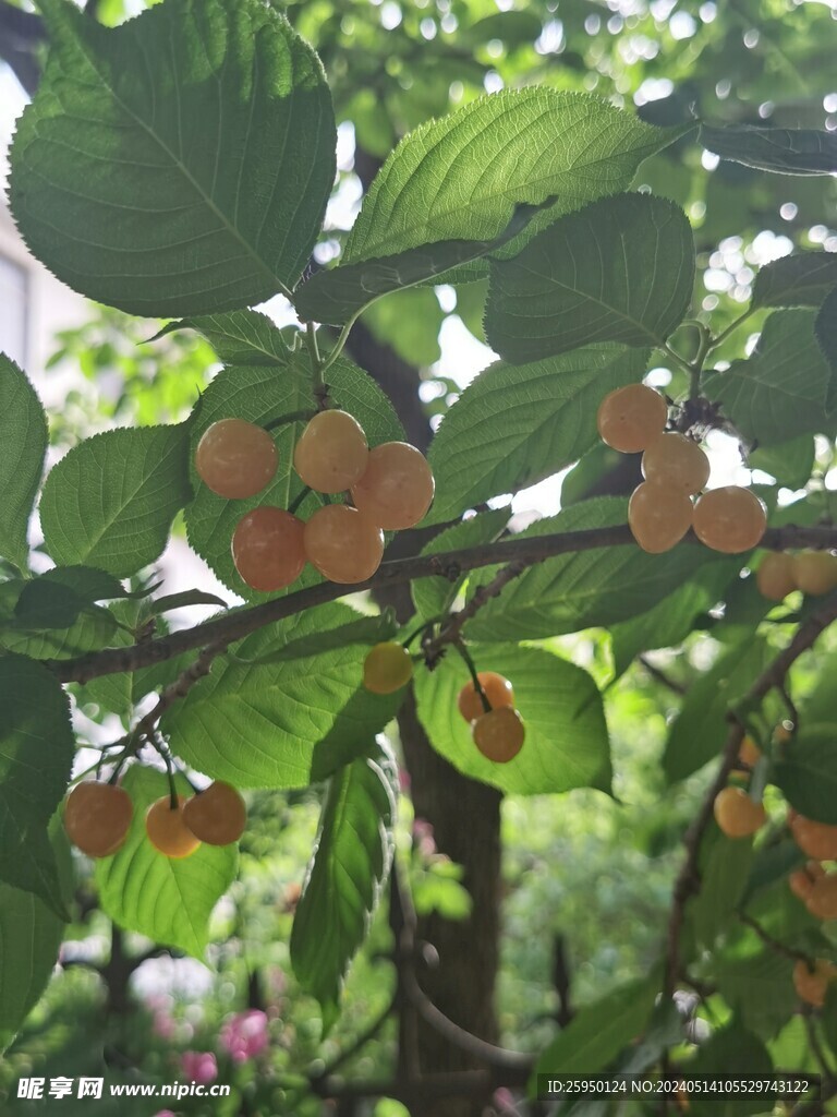 樱桃树