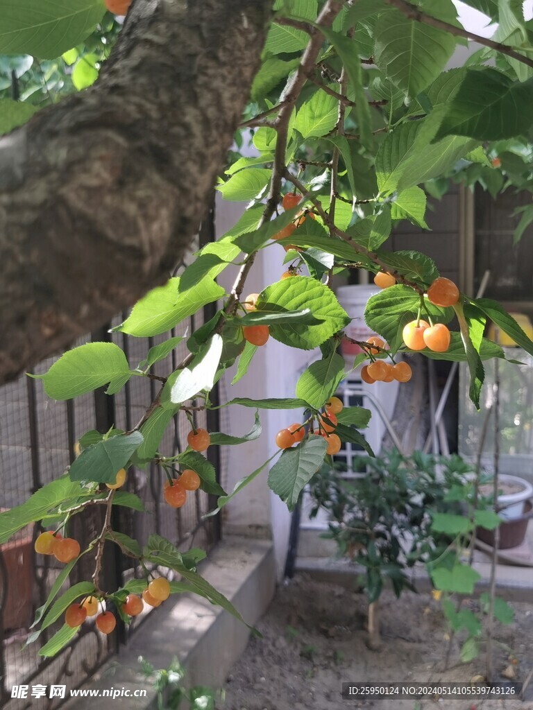 樱桃树