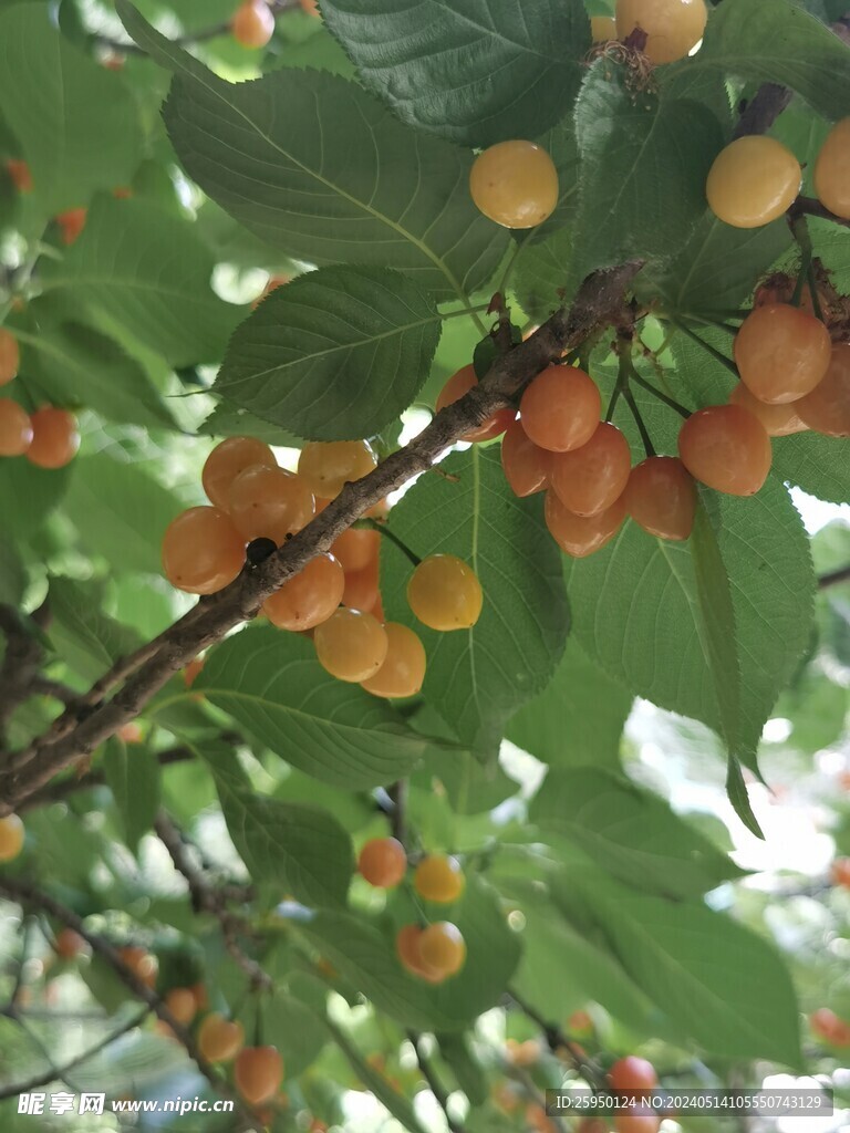 樱桃树