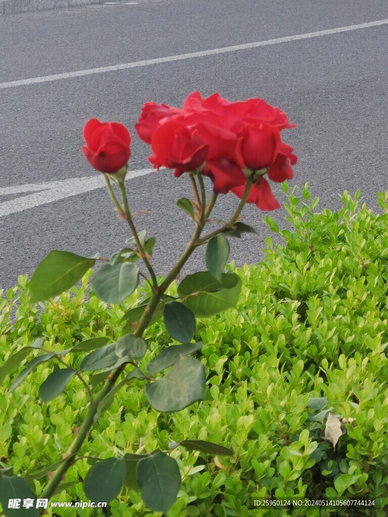 月季花