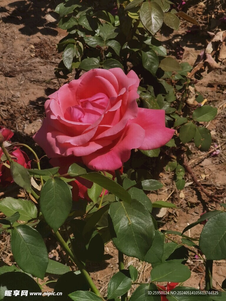 月季花