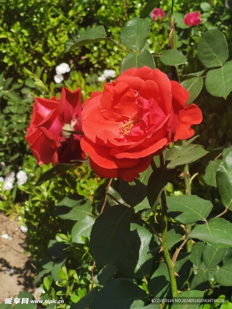 月季花
