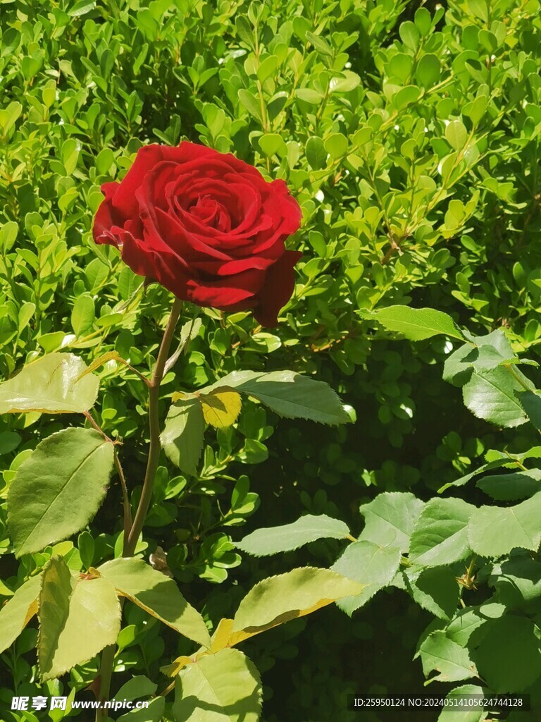 月季花
