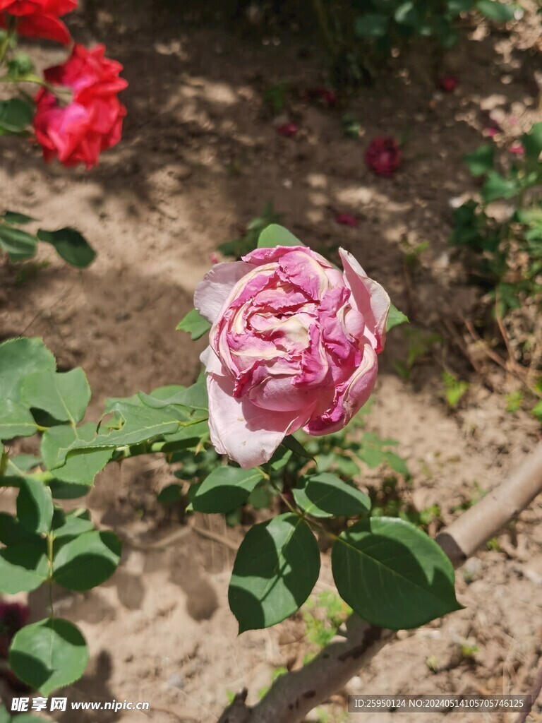 月季花
