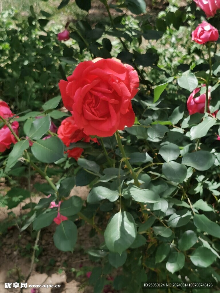 月季花