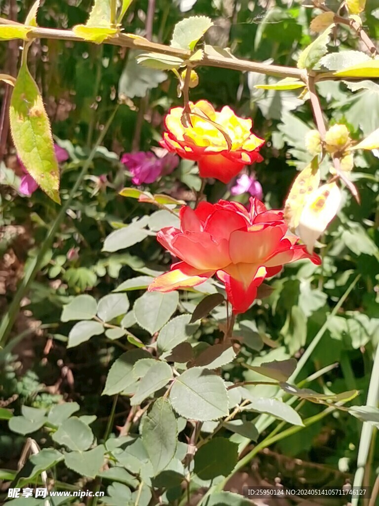 月季花