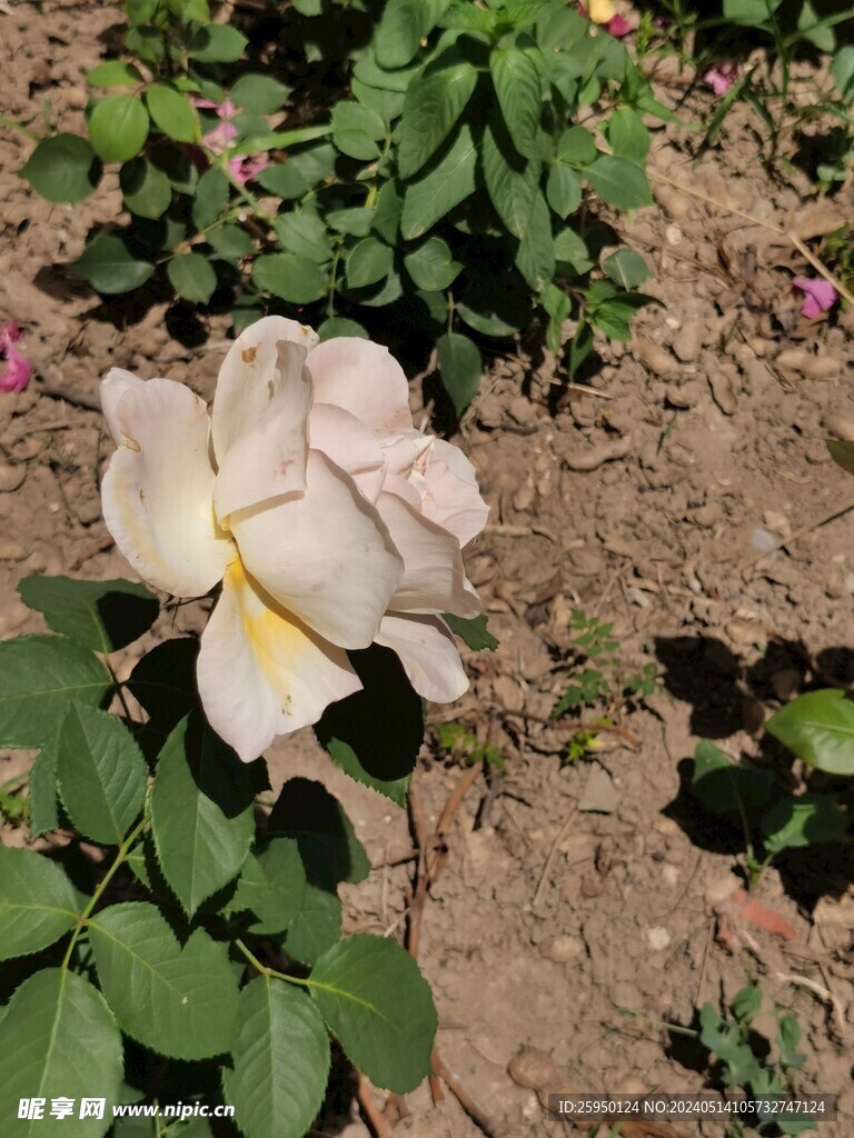 月季花
