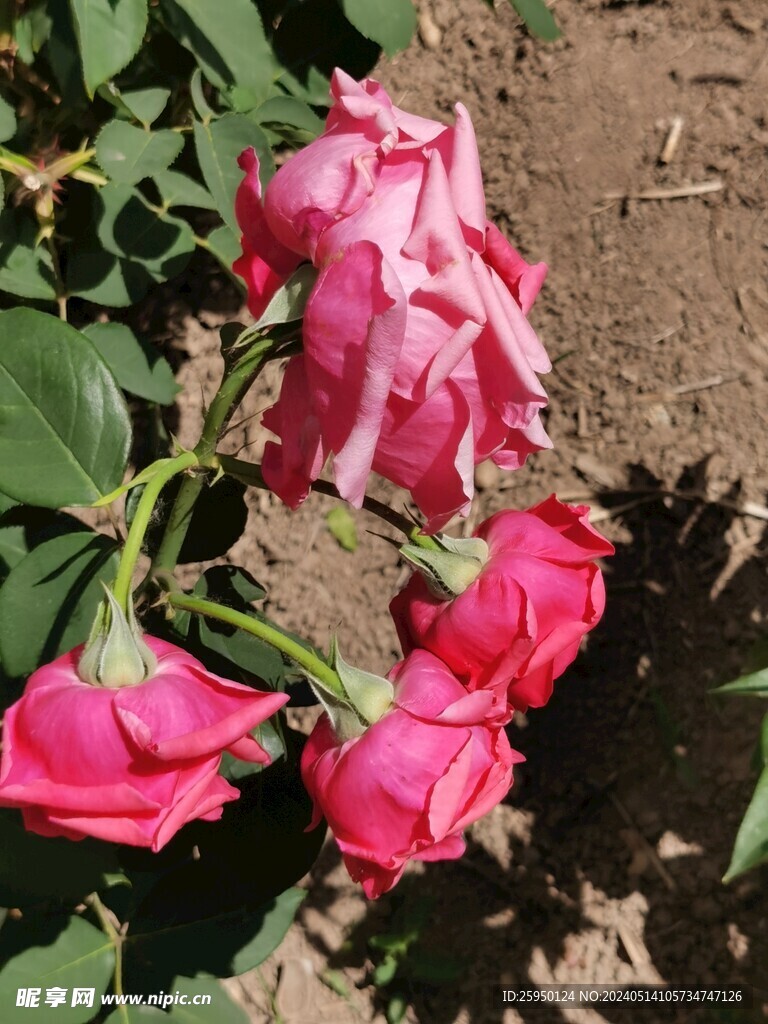 月季花
