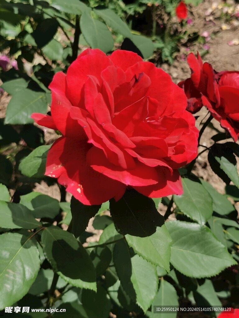 月季花
