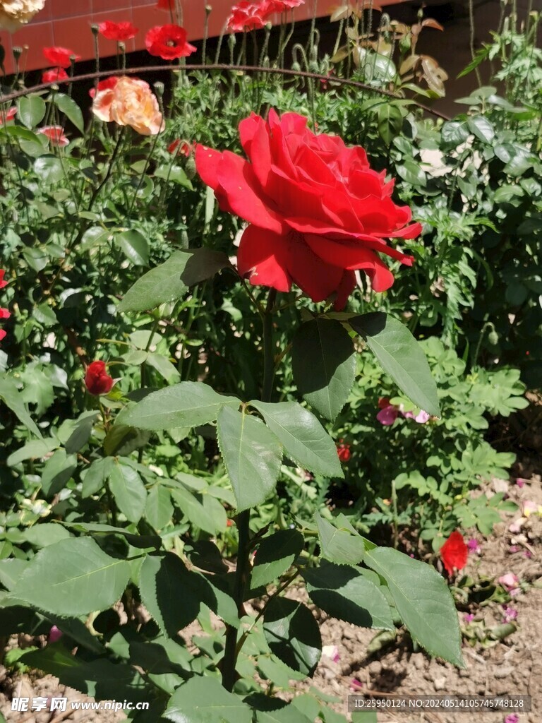 月季花