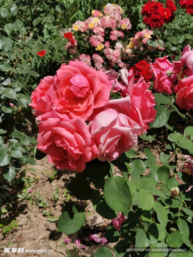 月季花