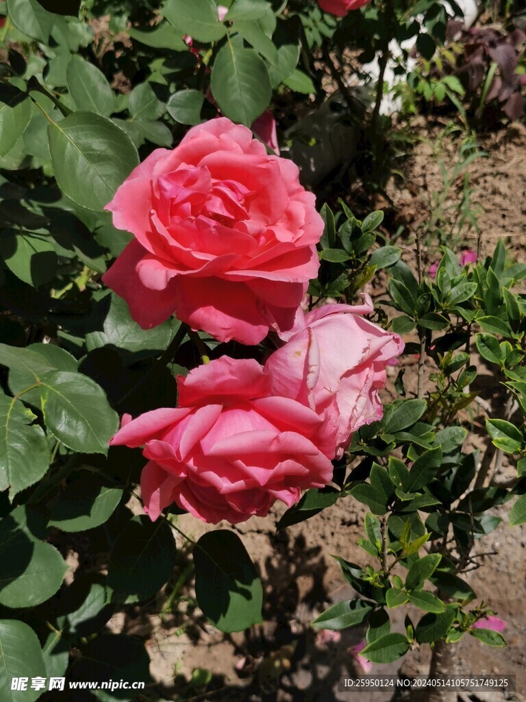 月季花
